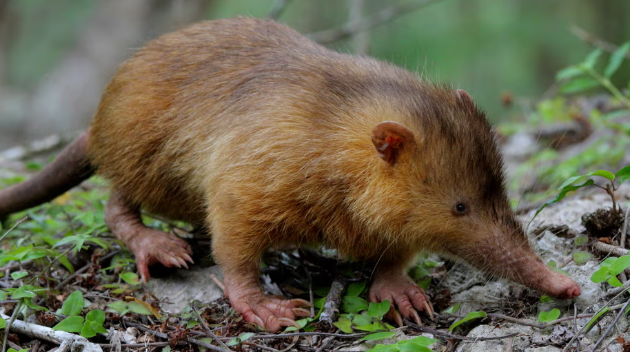 El almiquí cubano: el fósil viviente que sobrevivió a los dinosaurios y aún vive en los bosques de la Isla 1 Almiqui