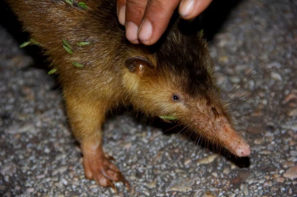 El almiquí cubano: el fósil viviente que sobrevivió a los dinosaurios y aún vive en los bosques de la Isla 2 solenodonte hembra